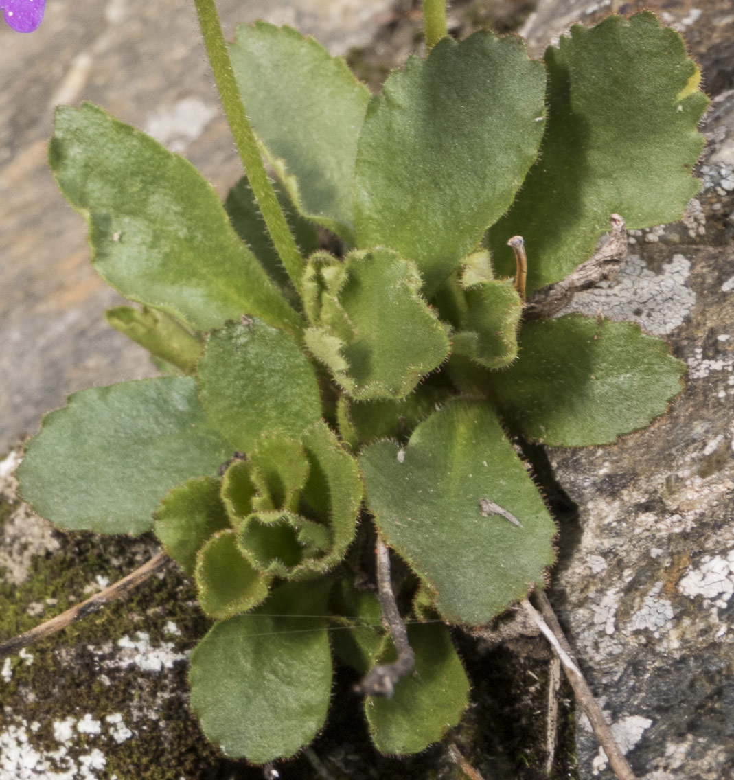 Primula daonensis
